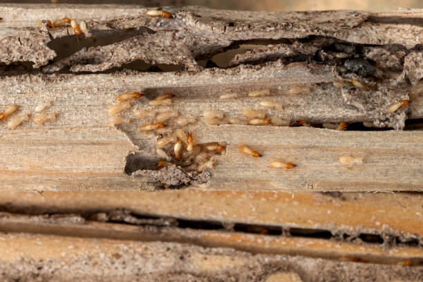 Best Pest Inspection Near Me  in Four Corners, MT