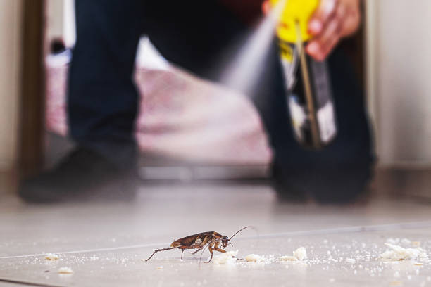 Spider Control Near Me in Four Corners, MT