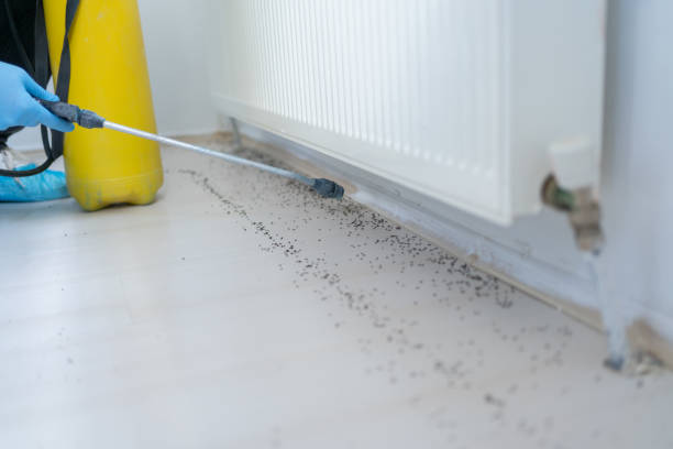 Best Wasp Removal Services  in Four Corners, MT